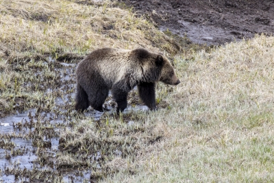 Grizzly Bear May 2025